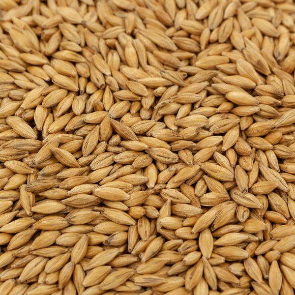 Bulk feed barley grains prepared for export shipment